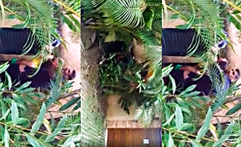 Verga Gruesa Cogiendo Una Vagina Rosada